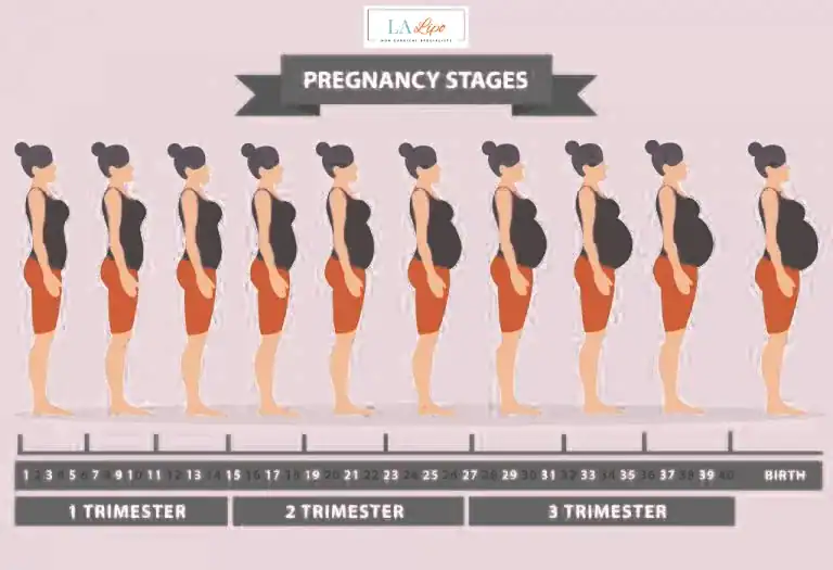 First Trimester (Weeks 1–12): Early Changes You Might Not Notice Brent Park